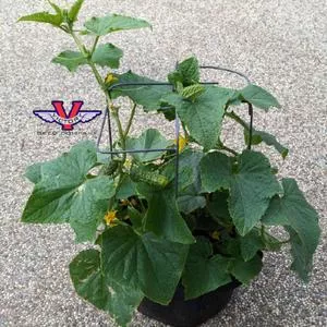 Pick a Bushel F1 Cucumber