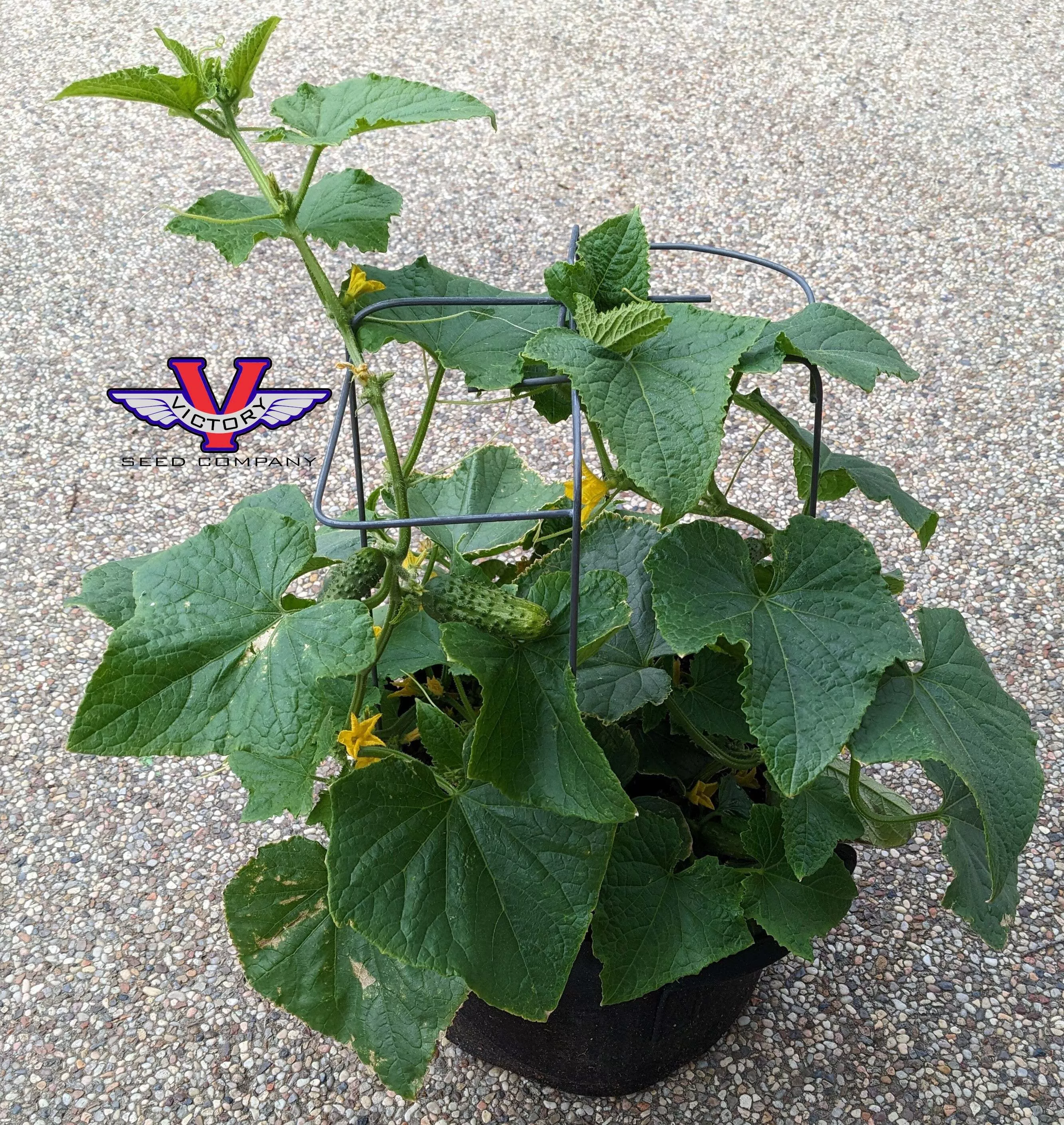Pick a Bushel F1 Cucumber