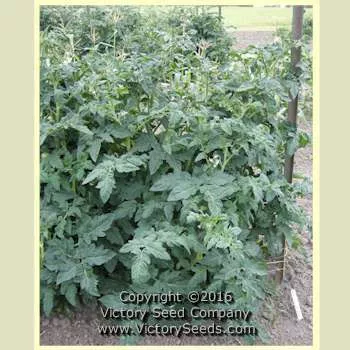 Dwarf Champion Improved Tomato