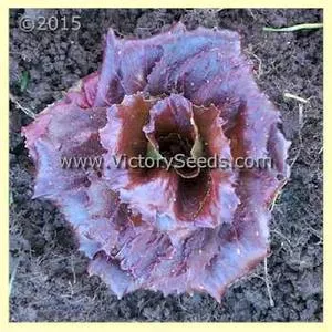 Palla Rossa Radicchio (Italian Chicory)