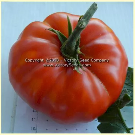 Early Santa Clara Canner Tomato