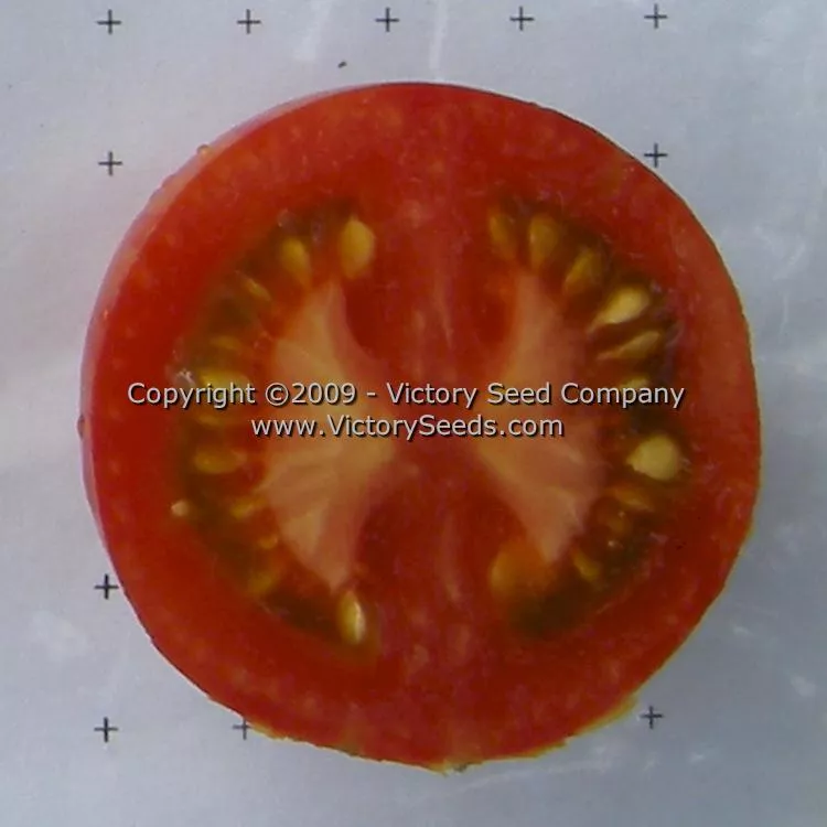 Tiger Tom Tomato