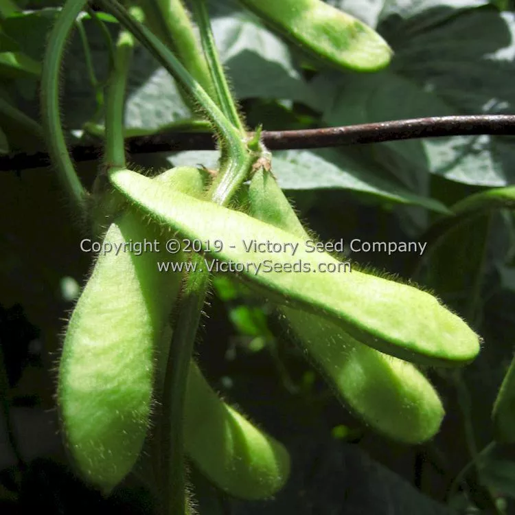 Fledderjohn Soybean