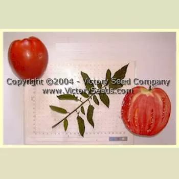 Mediterranean Tomato