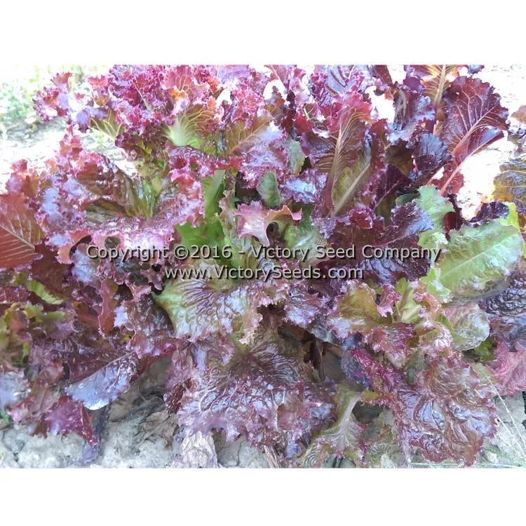 Lollo Rosso Leaf Lettuce