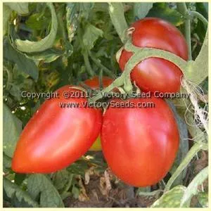 Mama Leone Tomato