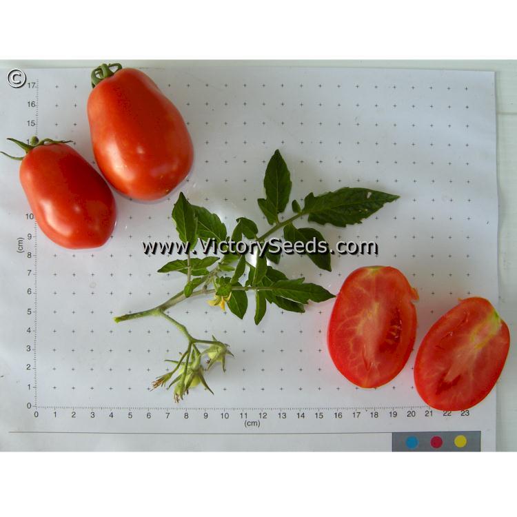 Heidi Tomato