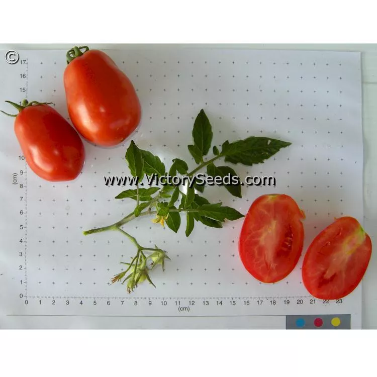 Heidi Tomato