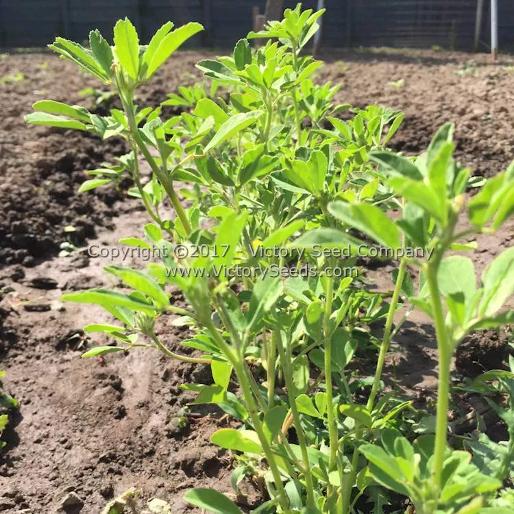 Fenugreek
