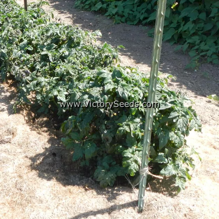 Dwarf Mocha's Cherry Tomato