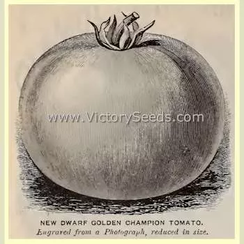 Burpee's Golden Dwarf Champion (Golden Dwarf Champion) Tomato