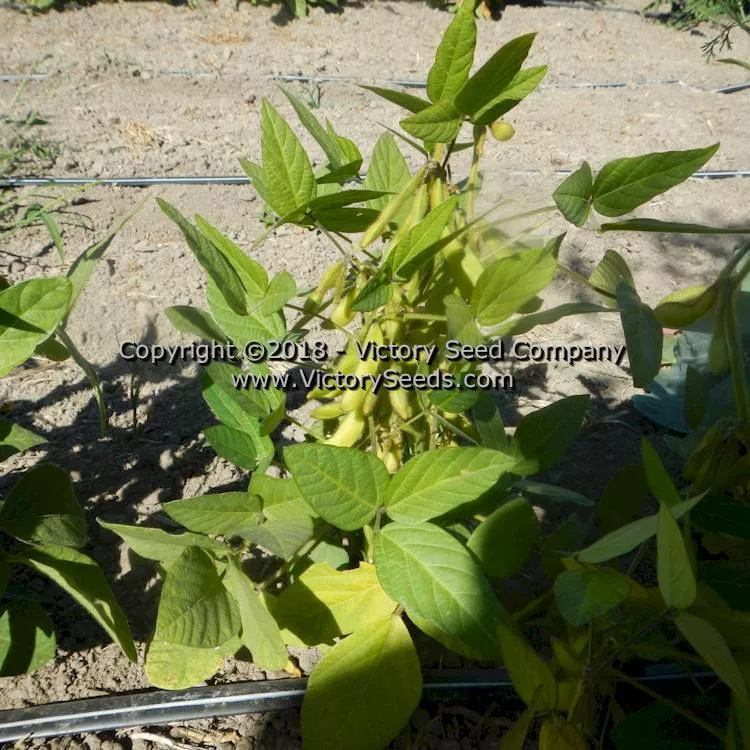 Agate Soybean