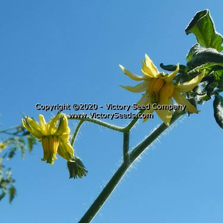 Anna Dutka Family Heirloom Tomato
