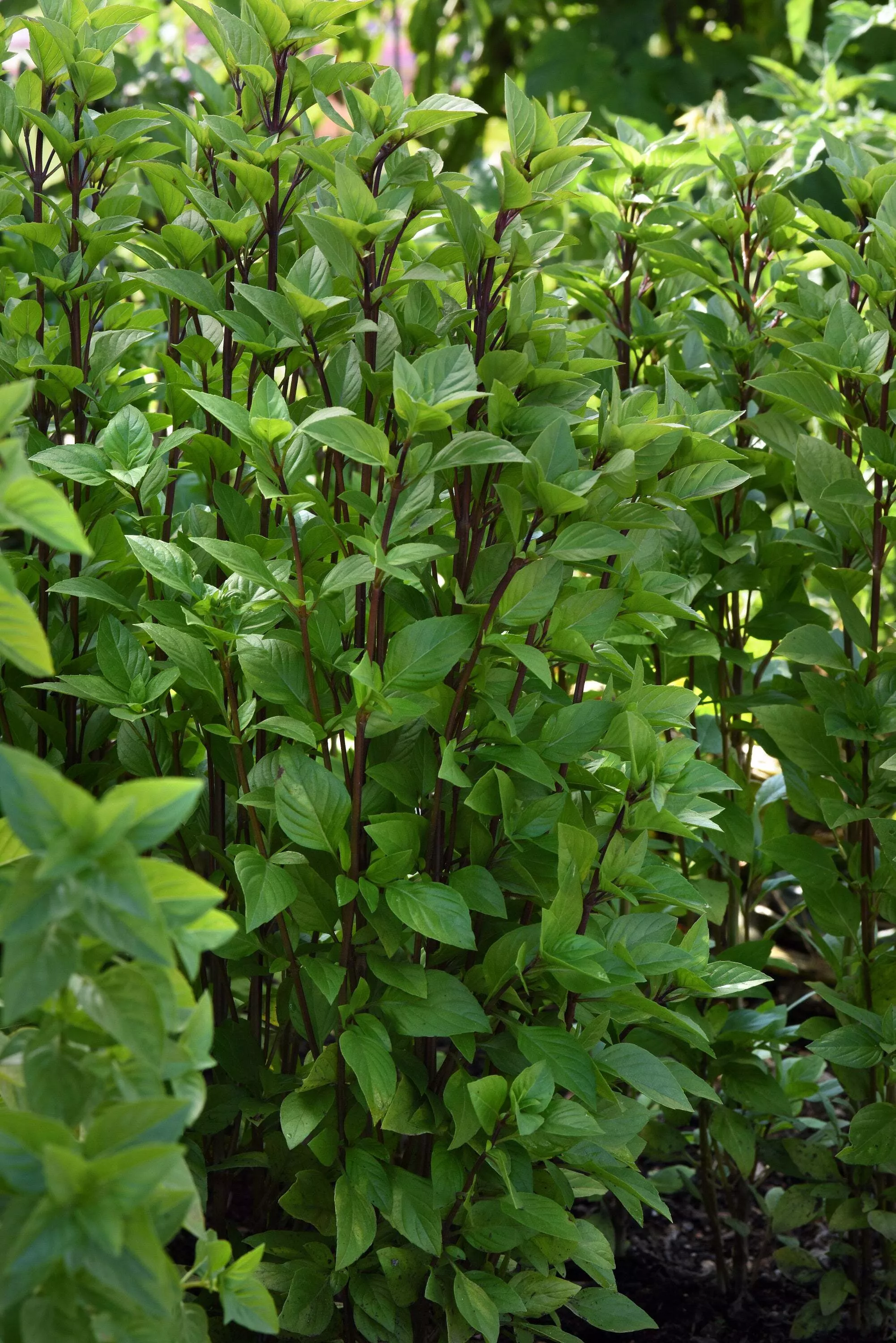 Basil, Everleaf Thai Towers