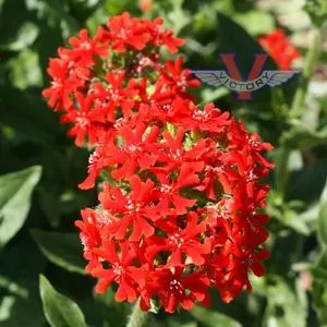 Maltese Cross
