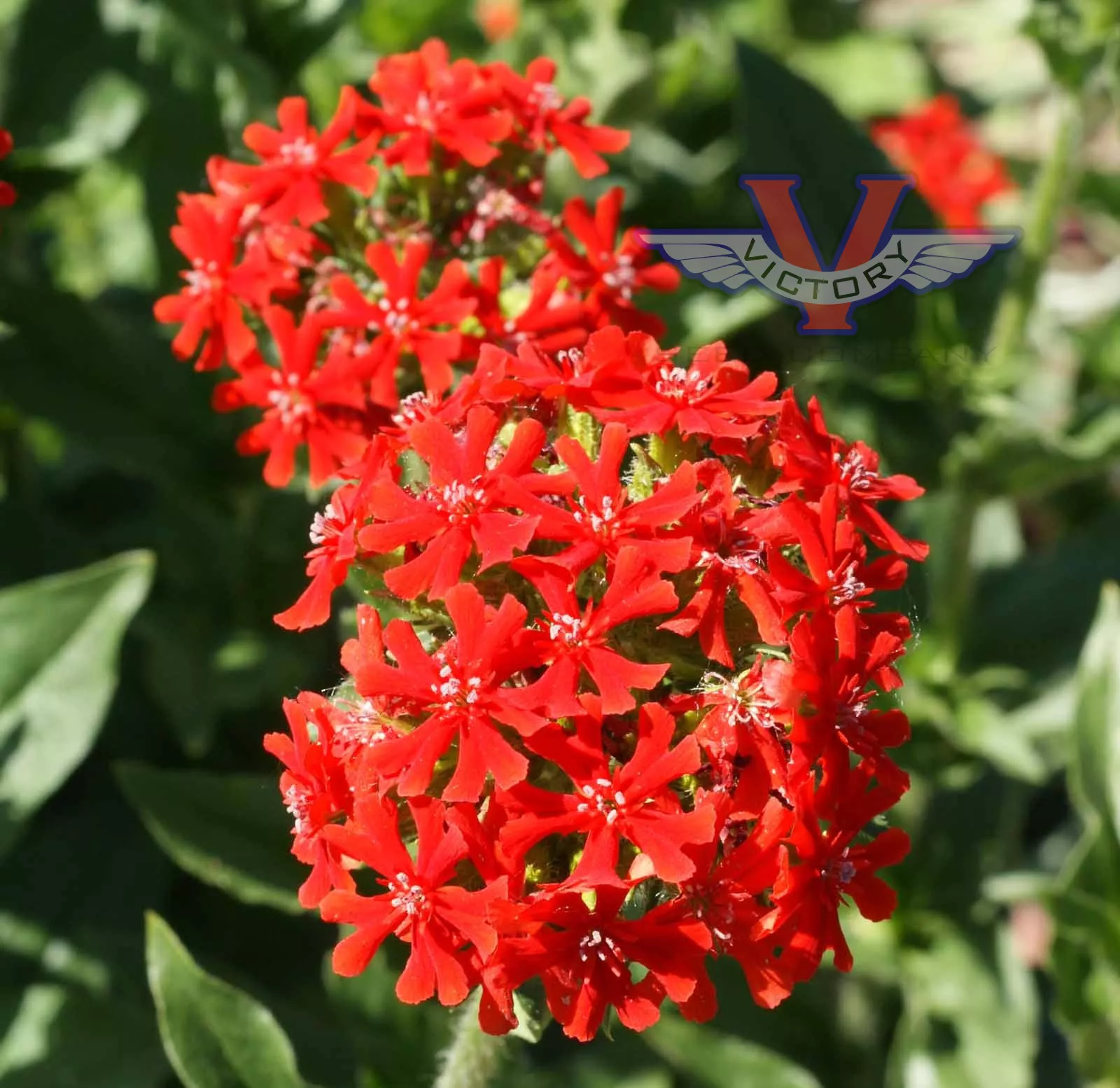 Maltese Cross