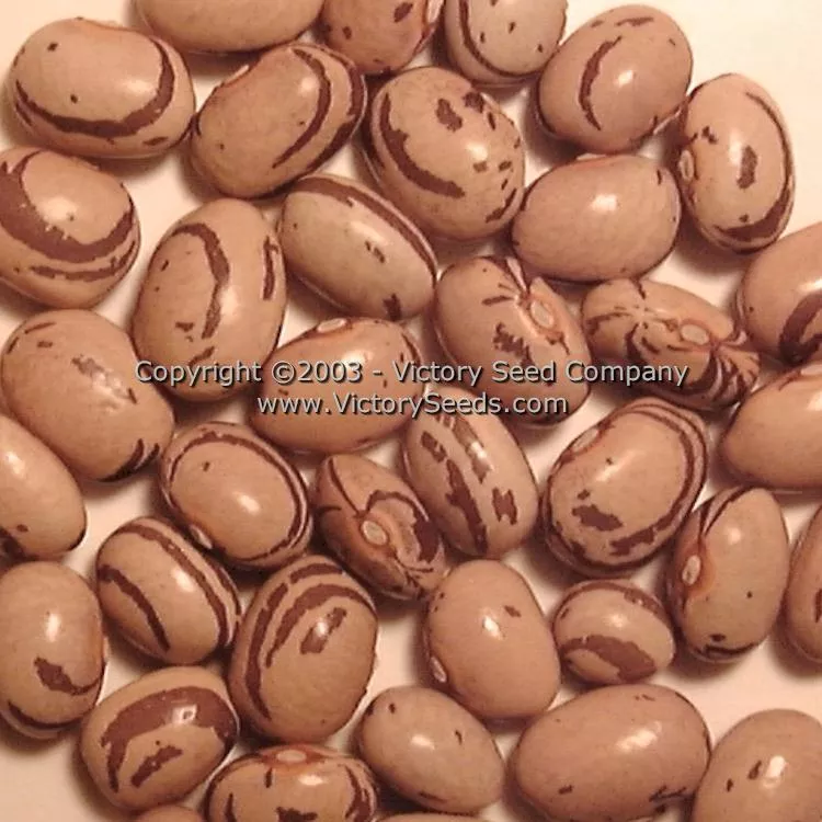Valena Italian Pole Green Garden Bean