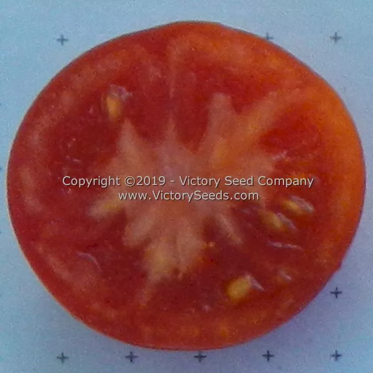 Puck Tomato