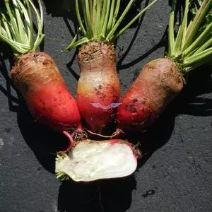 Red Mammoth Fodder Beet