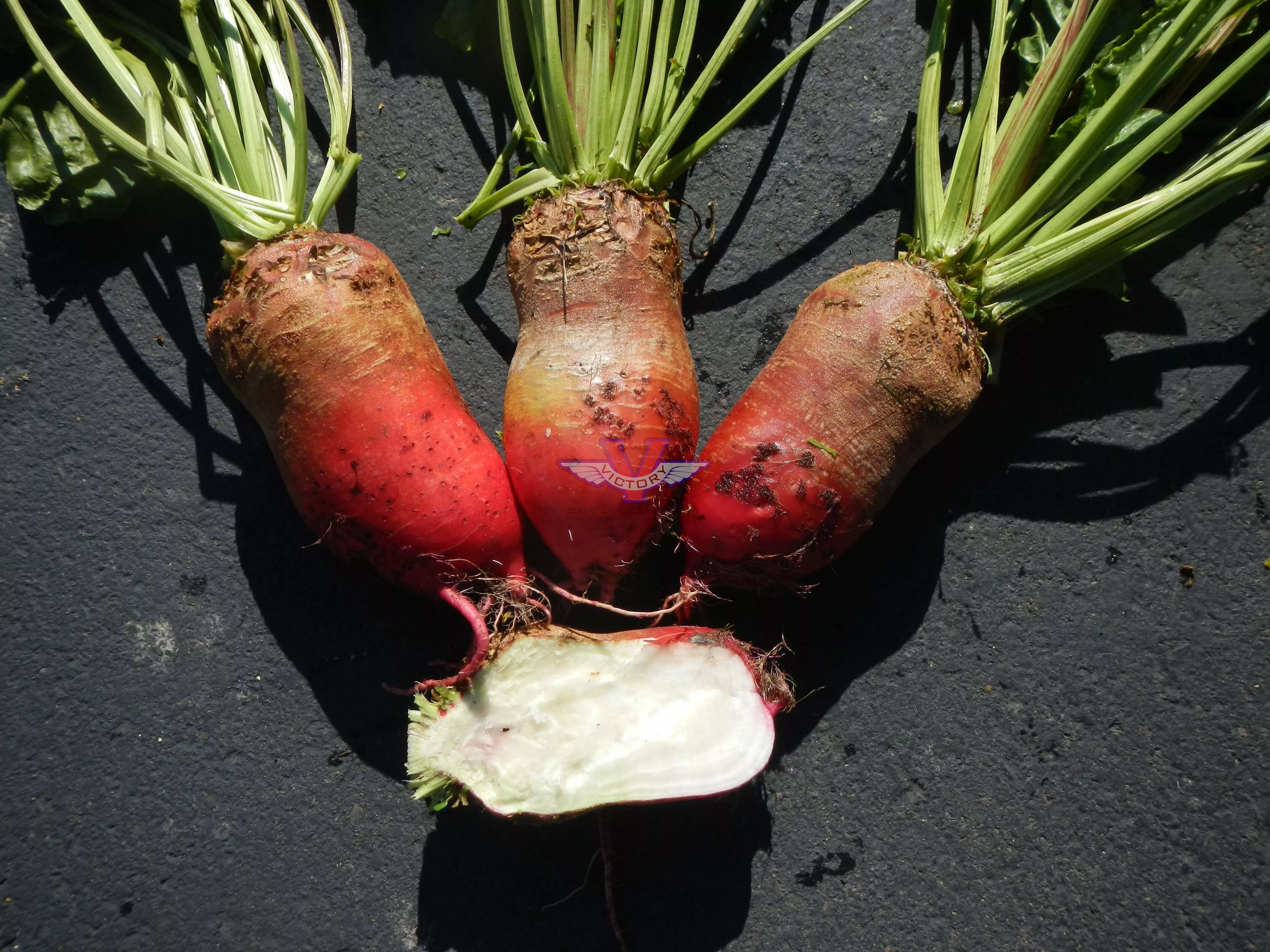 Red Mammoth Fodder Beet