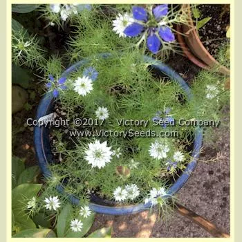Love-in-a-Mist 'Miss Jekyll'