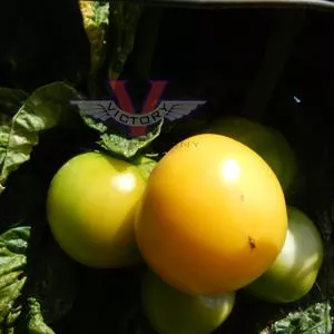 Dwarf Gramma Elsie Tomato