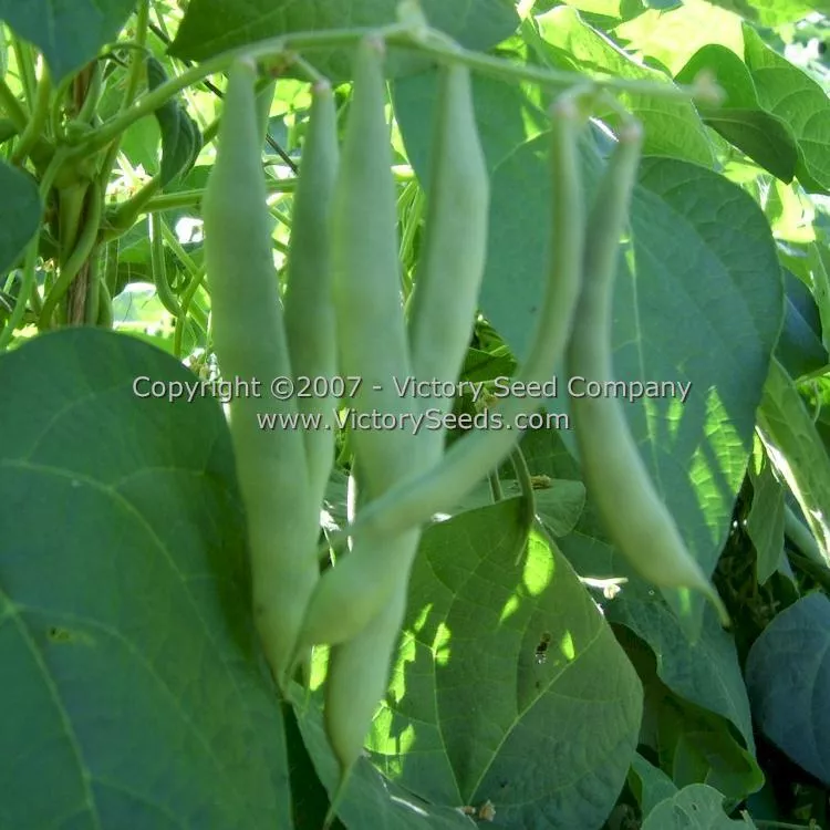 Riggins Stick Pole Green Garden Bean