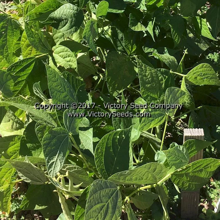 Improved Tendergreen Bush Green Garden Bean