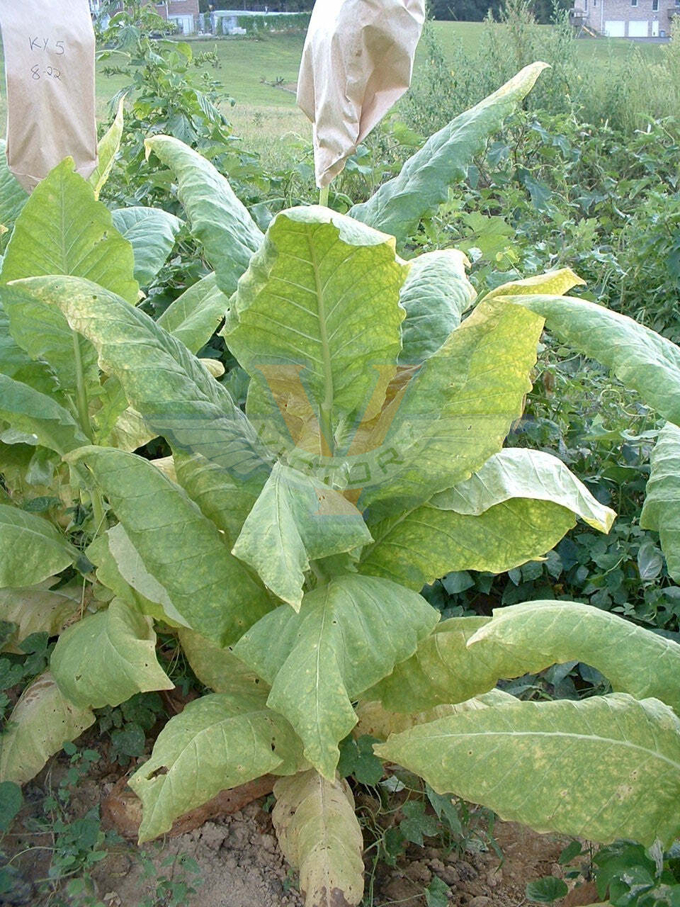 KY 5 Tobacco