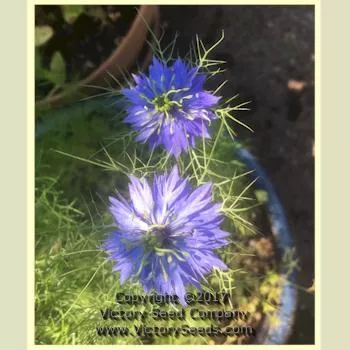 Love-in-a-Mist 'Miss Jekyll'