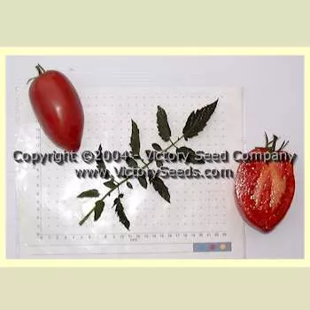 Mikarda Sweet Tomato