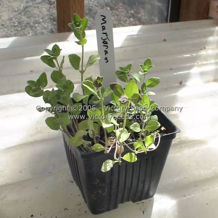 Sweet Marjoram