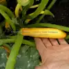 Ananashyi Zucchini Summer Squash