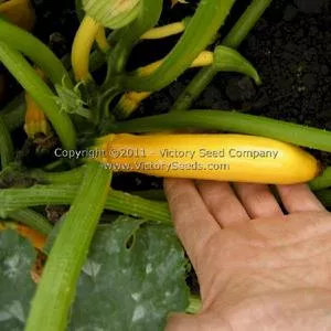 Ananashyi Zucchini Summer Squash