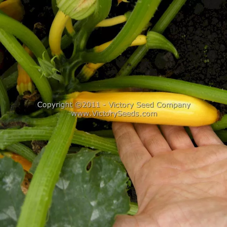 Ananashyi Zucchini Summer Squash