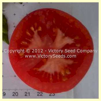 Cooper's Special Tomato