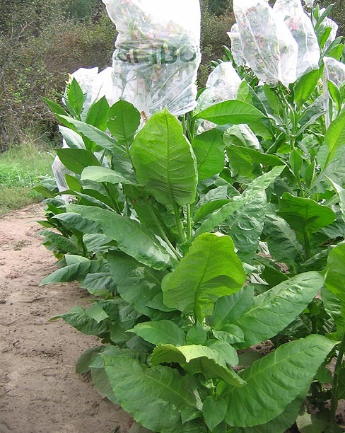 American 572 Tobacco