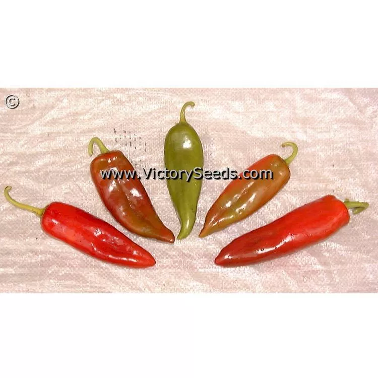 Anaheim Hot Pepper