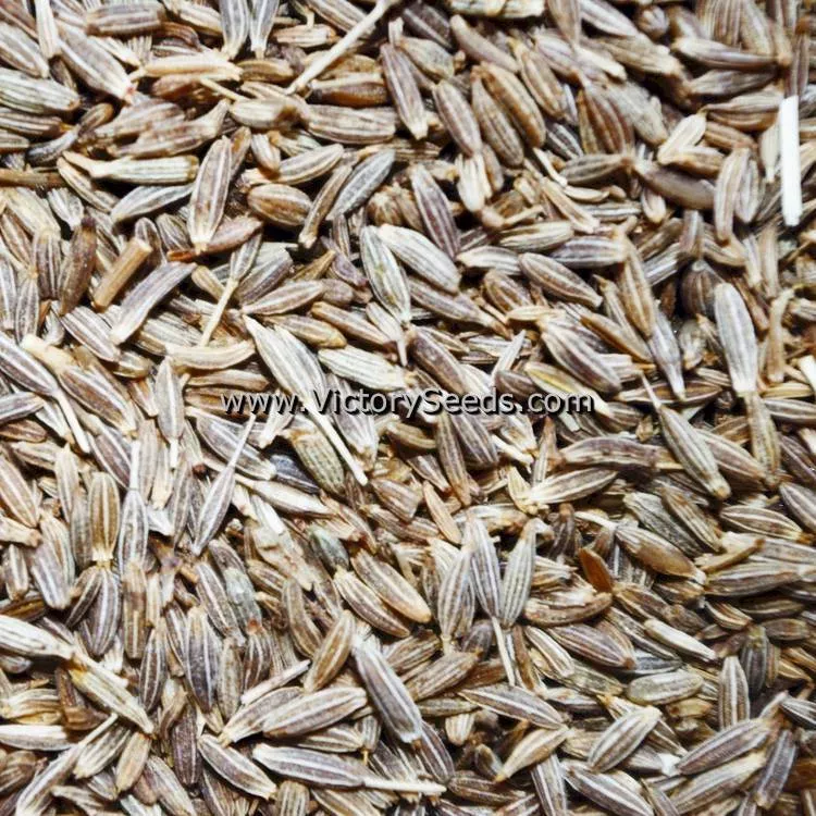 Cumin