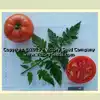 Cardinal Tomato
