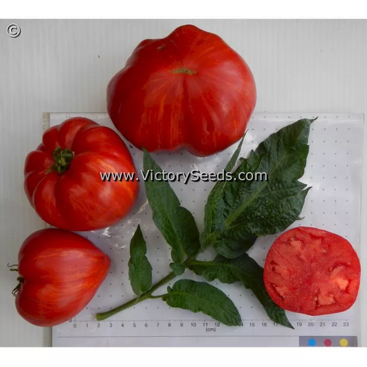 Dwarf Stony Brook Heart Tomato