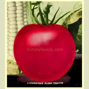 Livingston's Globe Tomato