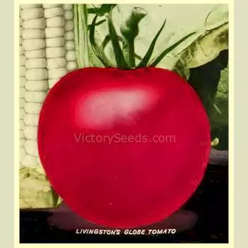 Livingston's Globe Tomato