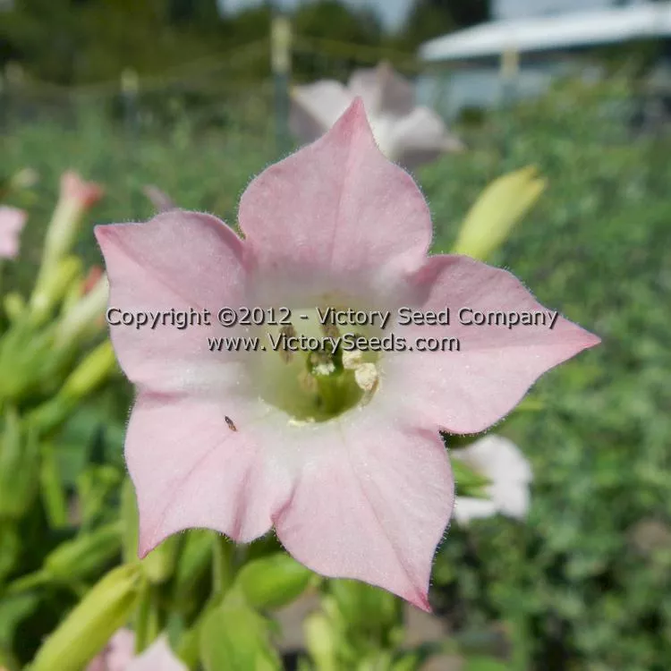 Connecticut Broadleaf Tobacco