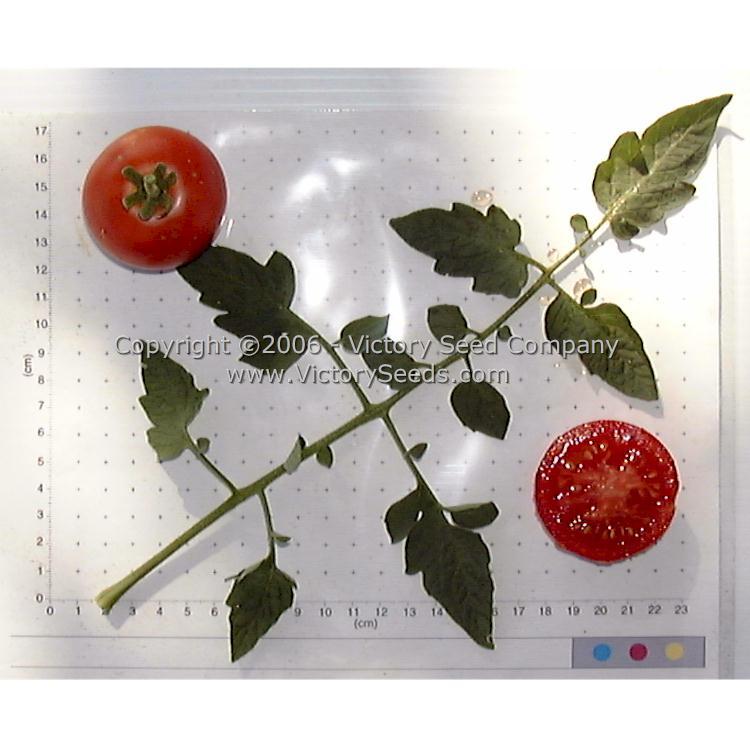 McGee Tomato