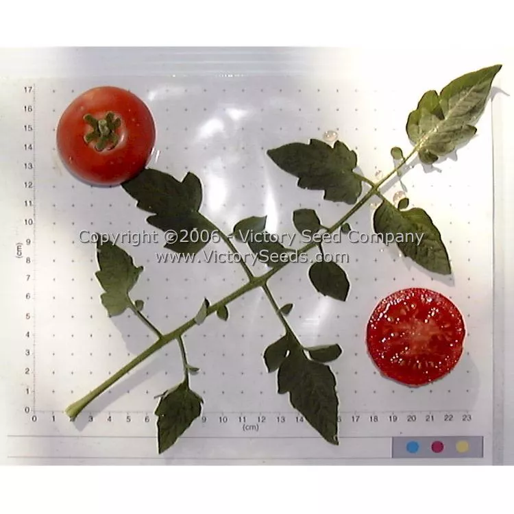 McGee Tomato