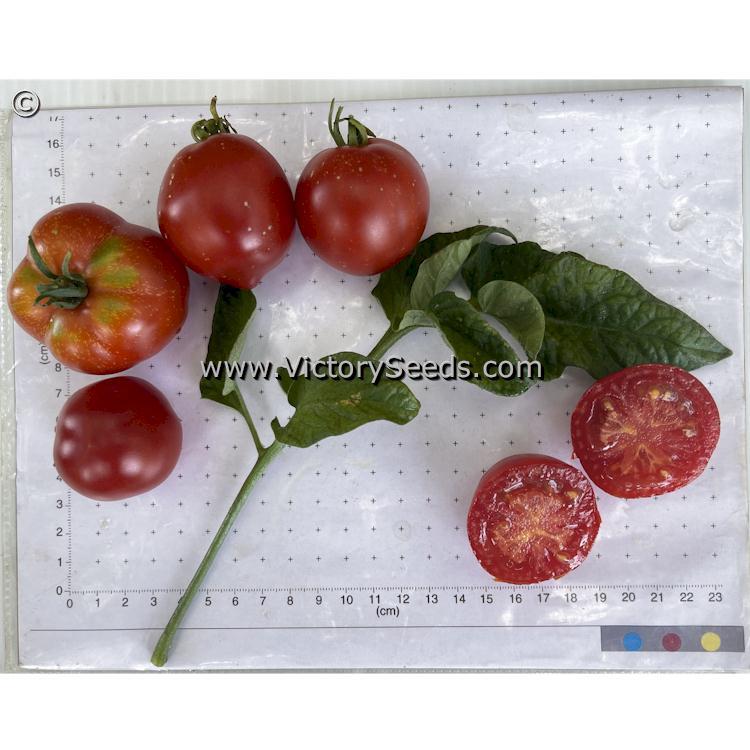 Stephania Heritage Tomato