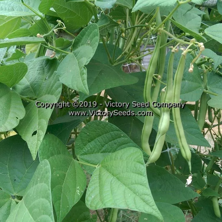 George's Fowler Pole Green Garden Bean
