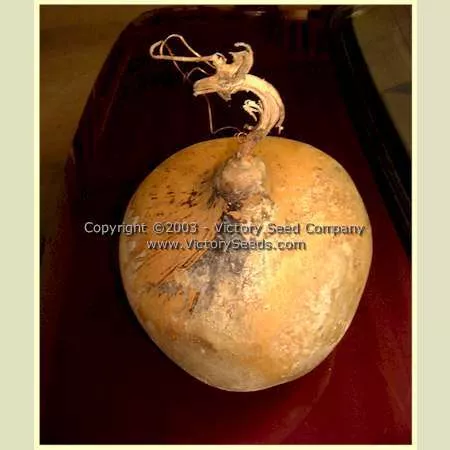 Bushel Gourd