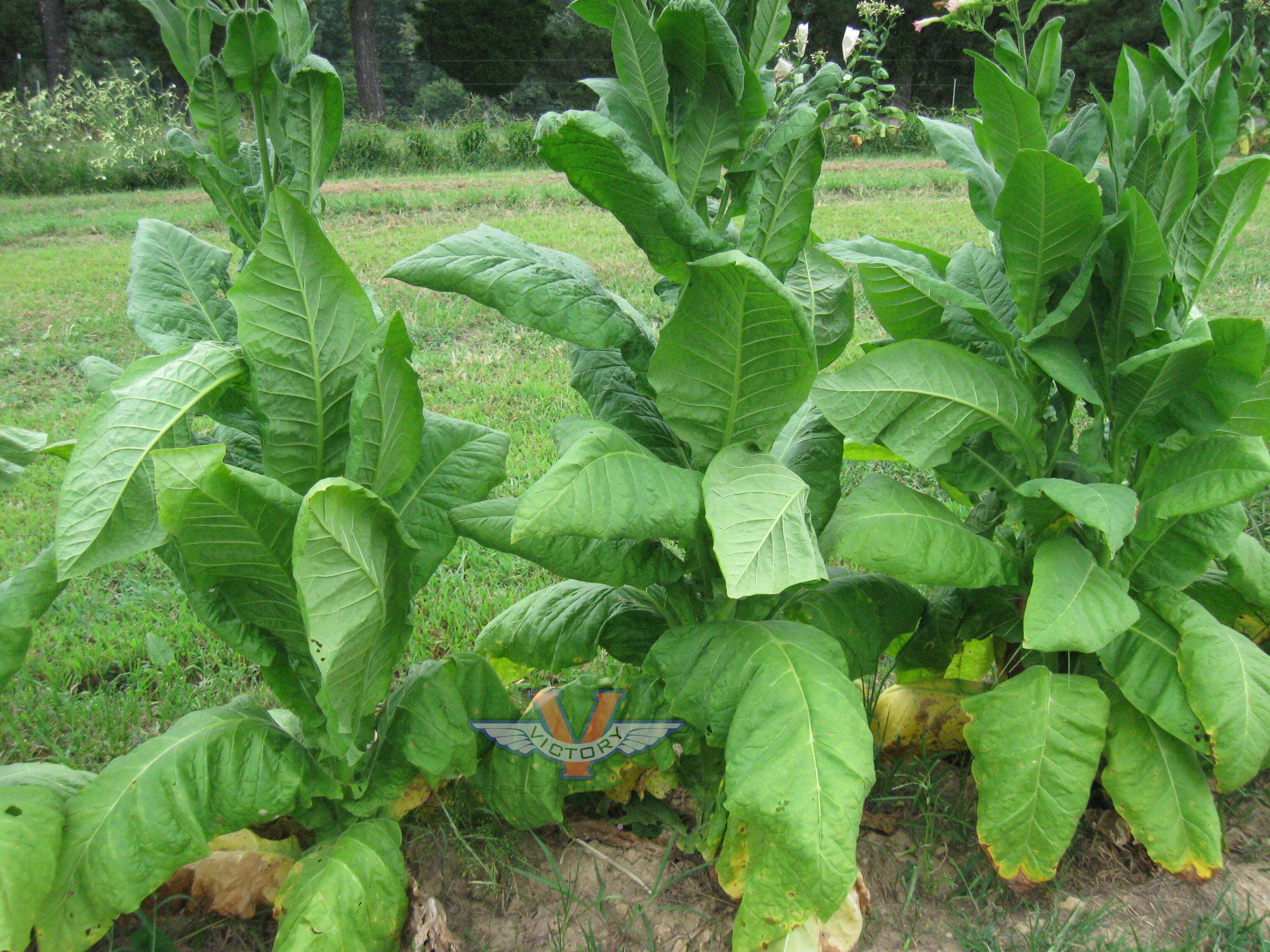 Moore Tobacco